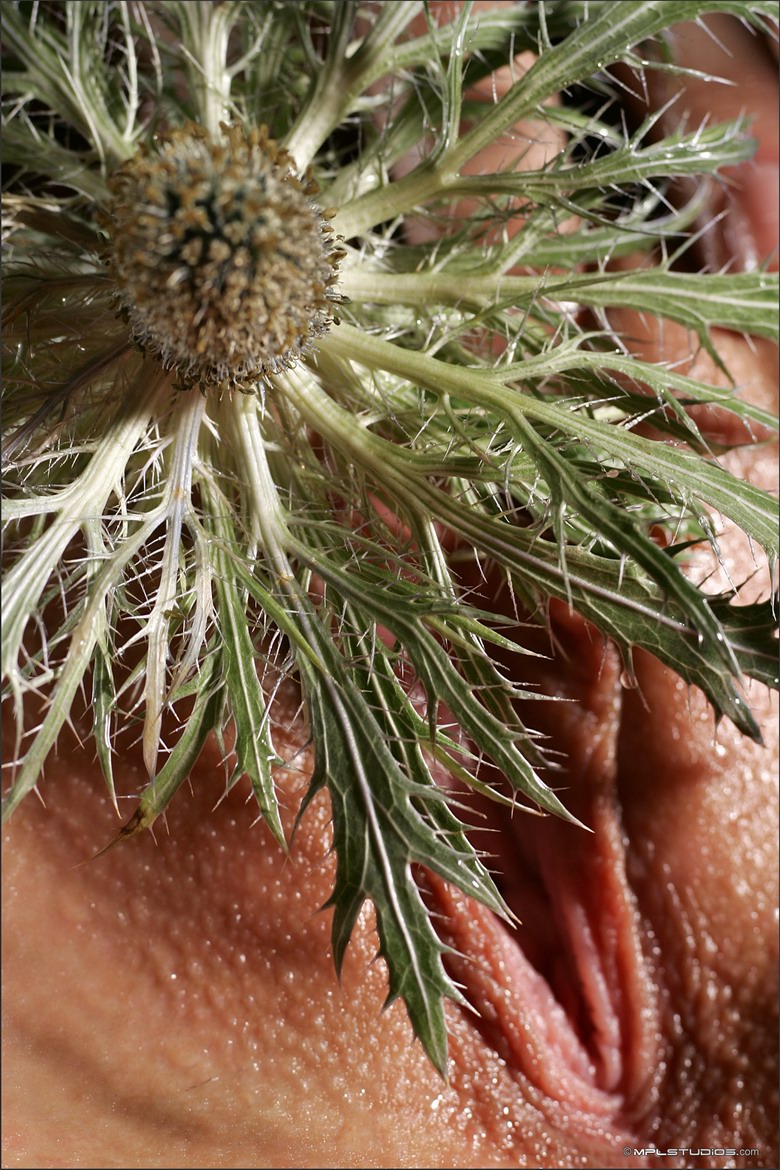 Thistle