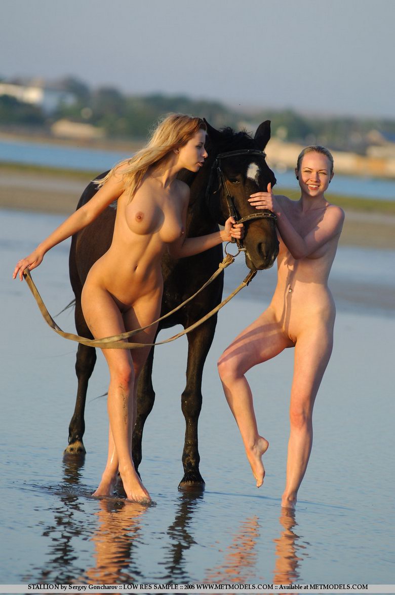 Stallion